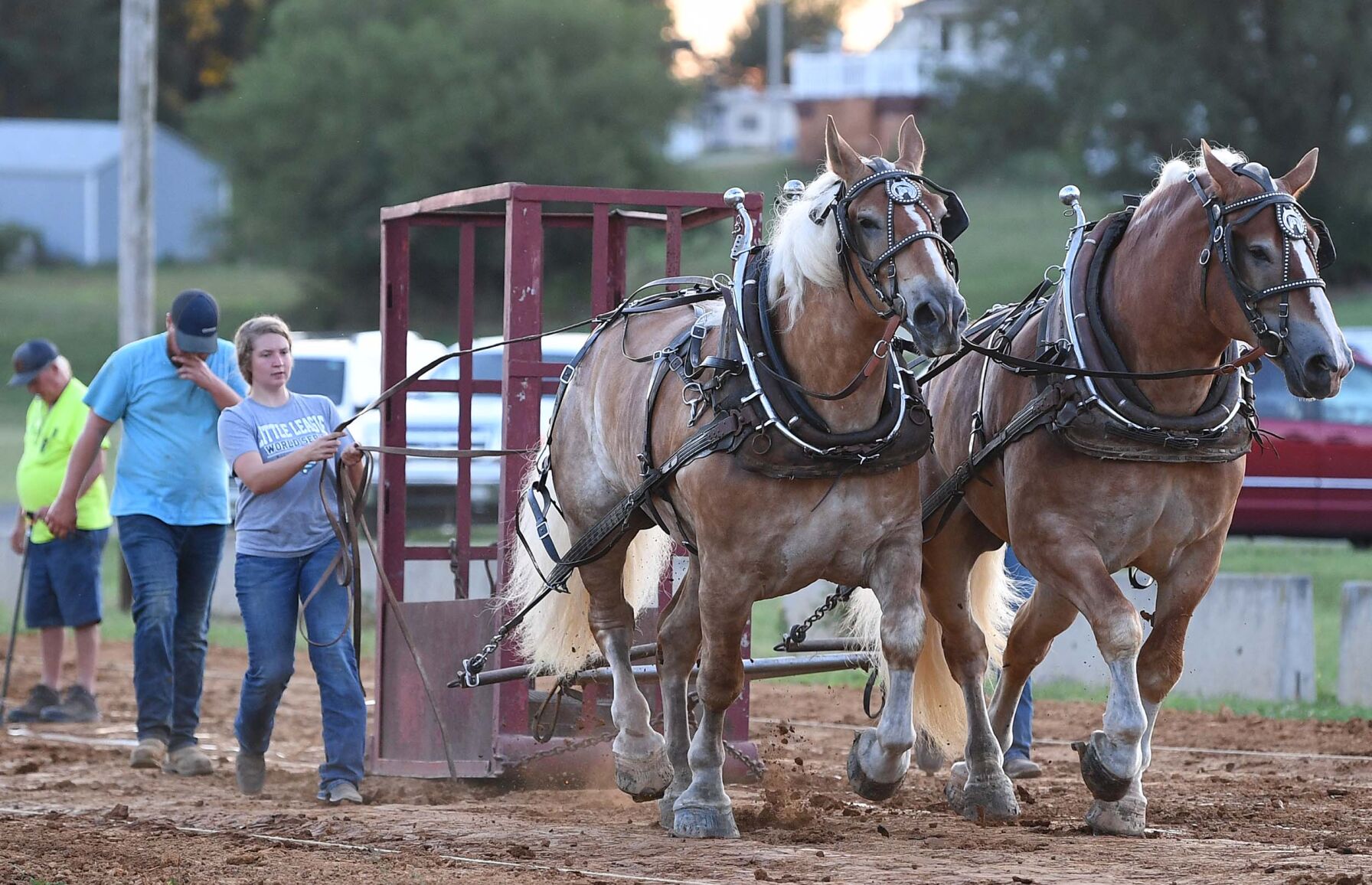 Le cheval de trait de l'Ag Expo dessine 9.JPG